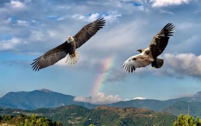 The eagle and the condor prophecy